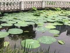-绵阳人民公园(涪城区)