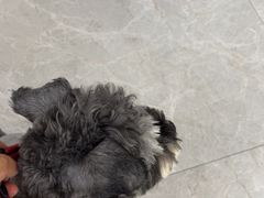-中农国际动物医院24小时·猫科·骨科·急重症中心