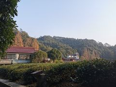 -龙井村