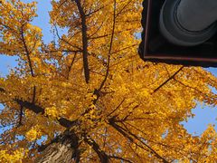 -平安桥天主教堂