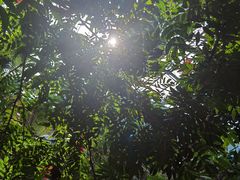 -南山植物园