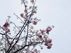 -天适樱花悠乐园