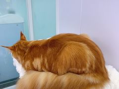 -爱洗澡的猫(望京店)