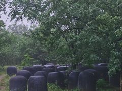 -绿堤公园