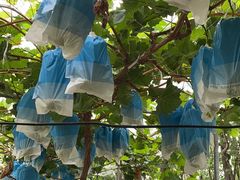 -马陆小张葡萄园农家乐