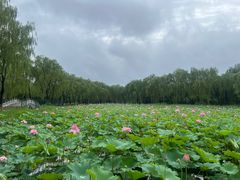 -东升八家郊野公园