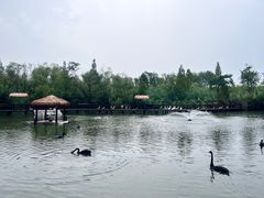 -溱湖国家湿地公园