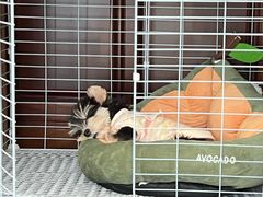 -唐小姐の猫狗洗护·购宠旗舰店(周浦万达店)