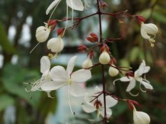 -中国科学院华南植物园