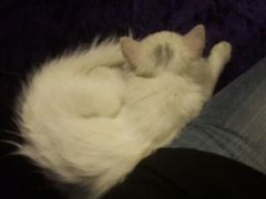 android_upload_pic-Sirena海妖日咖夜酒