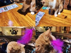 -more than meow吴止猫主题餐厅(承德 中船汇店)