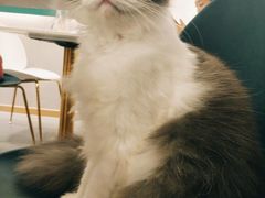-飞行喵MR PILOT|猫舍·猫咖(静安大融城店)