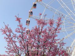 -顾村公园