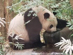 -成都大熊猫繁育研究基地
