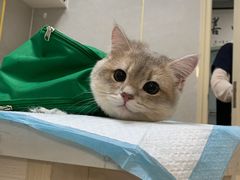 -关爱动物医院·心脏·中兽医·异宠(金牛路分院)