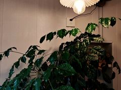 -树咖啡tree coffee