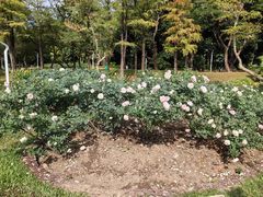 -人民公园(罗湖区)