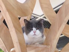 -猫和宫(六道口店)