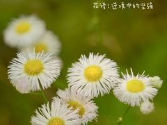 -上海滨江森林公园