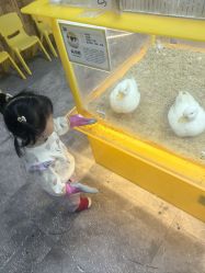 -神奇动物撸宠馆·羊驼·小浣熊·异宠(豫园店)