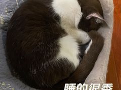 -猫小院猫主题咖啡厅(北锣店)