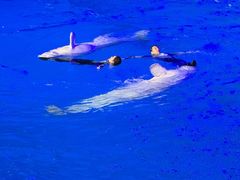 -海合安青岛极地海洋公园
