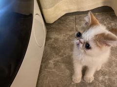 -糯米喵星人总部直营旗舰店·猫舍·幼猫出售