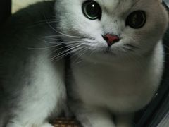 -特一安24小时宠物医院·骨科·中兽医