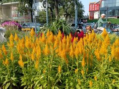 -真地道京味府·鲜橙烤鸭·北京菜(朝外大街东大桥店)