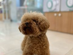 -翊宠yipet猫狗购宠庄园犬舍•猫舍