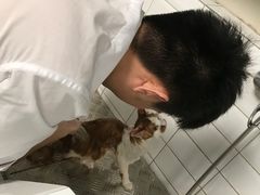 -帕帕拉兹宠物(亚洲旗舰店)