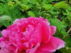 -哈尔滨文化公园