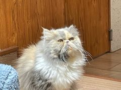 -有猫主题·治愈系猫咖(曾厝垵店)