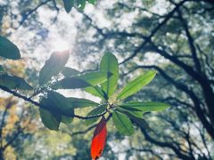 -上海共青森林公园