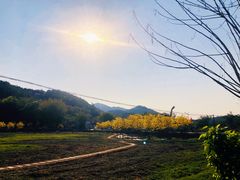 -红山村