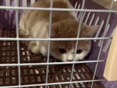 -瑞派宠物医院·犬猫全科·猫友好(宾水西道店)