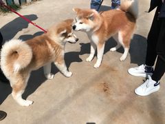 -趣玩宠物乐园寄养训犬训狗游泳池