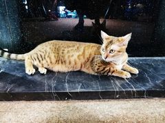 -more than meow吴止猫主题餐厅(承德 中船汇店)