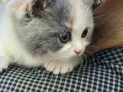 -小猫来了·猫舍(红山六九七九店)