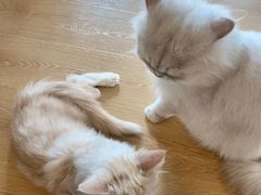 -猫腻·猫咖·撸猫馆(星光大道店)