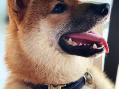 -柴犬高等学院·狗咖·柴犬售卖·宠物训练