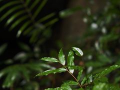 -七仙岭温泉国家森林公园