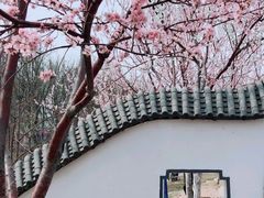 -桃花堤公园