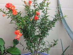 iphone_upload_pic-本溪路花鸟市场(江浦路1709弄小区店)