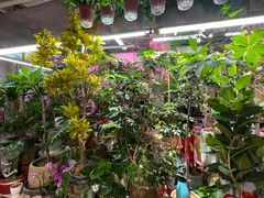-花鸟鱼虫鲜花绿植市场(玉泉路店)