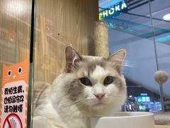-屋虎猫馆(宝安大仟里店)