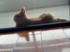 -爱侣宠医·鹦鹉专科·小型哺乳类·异宠专科(灵石路店)