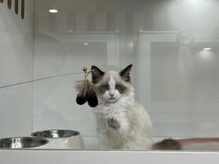 -青奢宠物·青奢猫舍