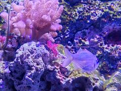 -新加坡海洋生态馆