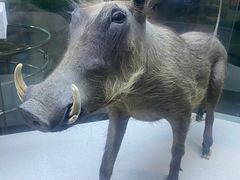 -国家自然博物馆